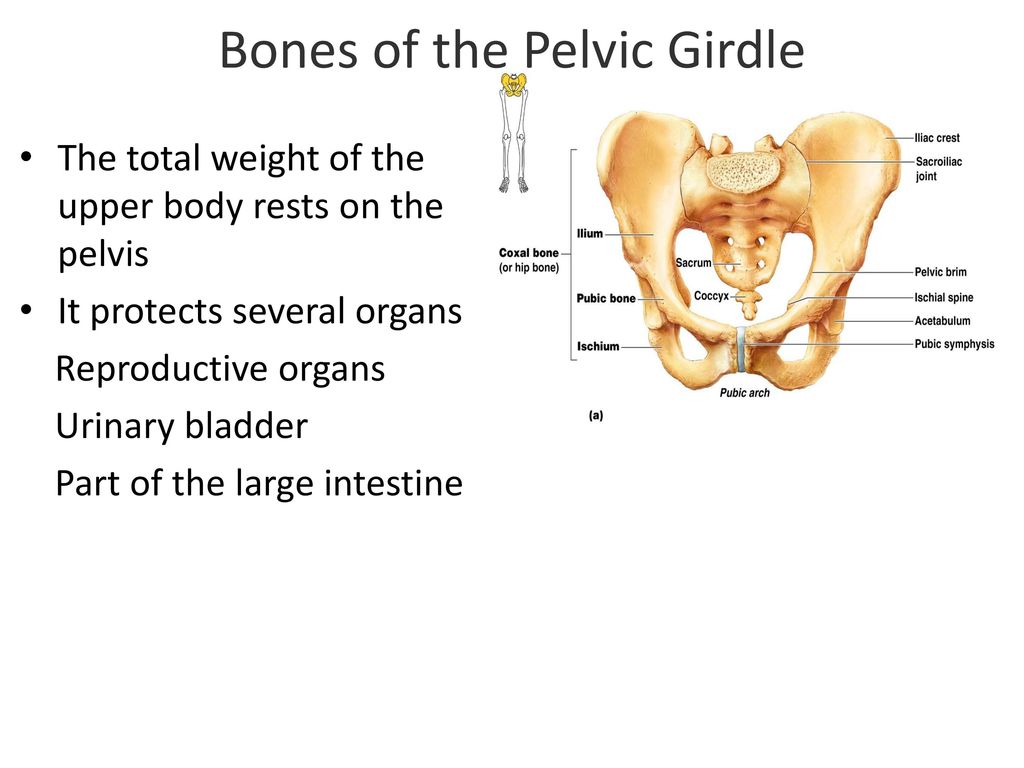 Bones of the Pelvic Girdle - ppt download