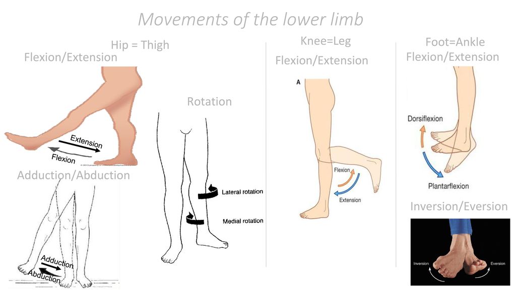 Gluteal Region and Back of Thigh - ppt download