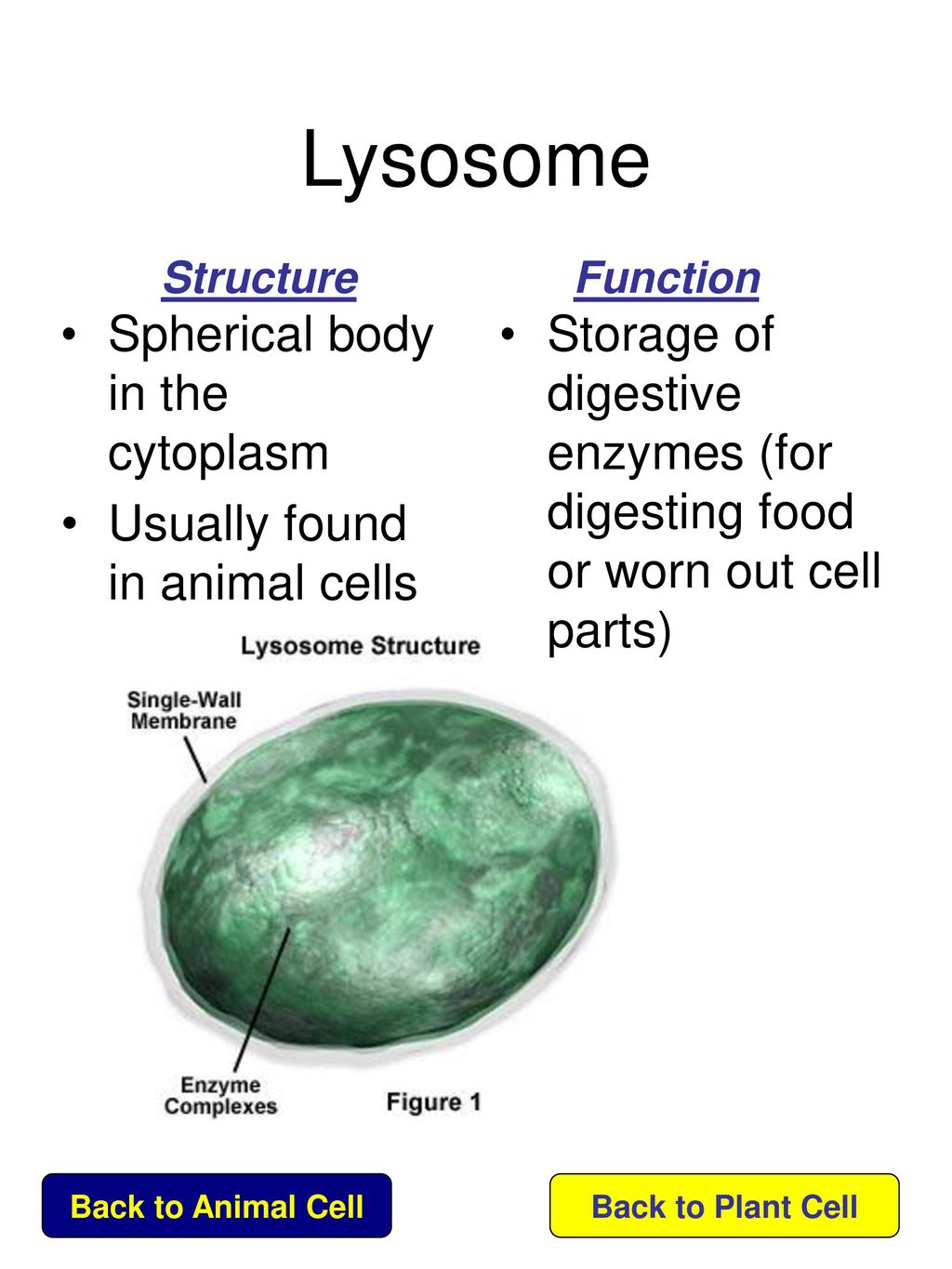 Click on the name of each organelle to learn about its structure and  function Cytoskeleton Lysosome To Plant Cell. - ppt download