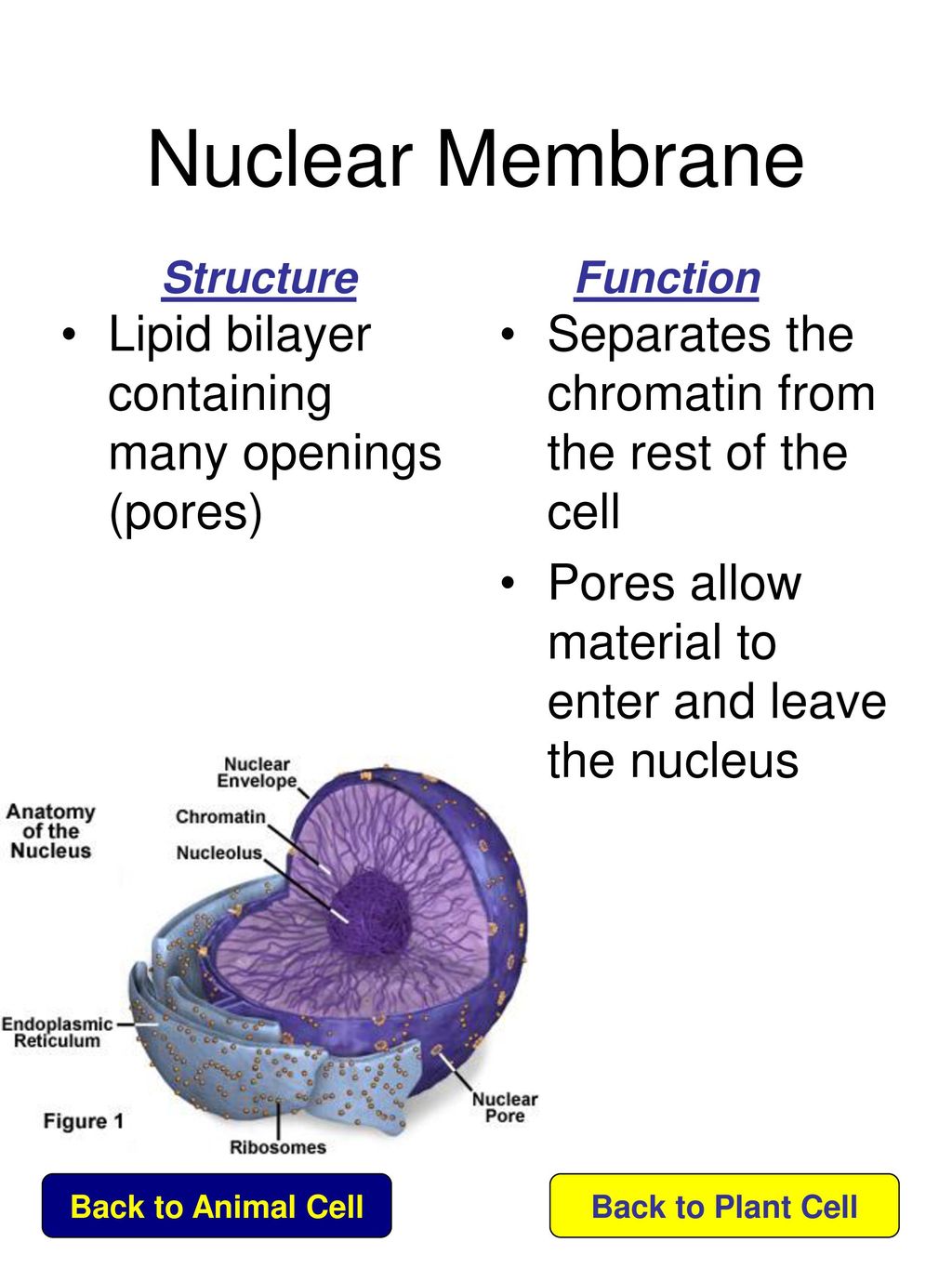 Nuclear Membrane Function