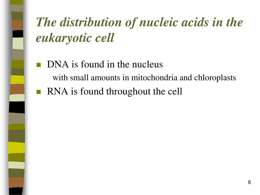 The distribution of nucleic acids in the eukaryotic cell