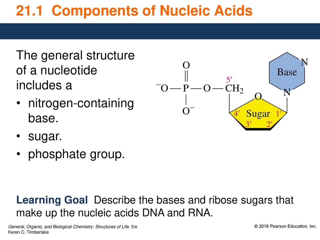 Chapter 21 Nucleic Acids and Protein Synthesis - ppt download