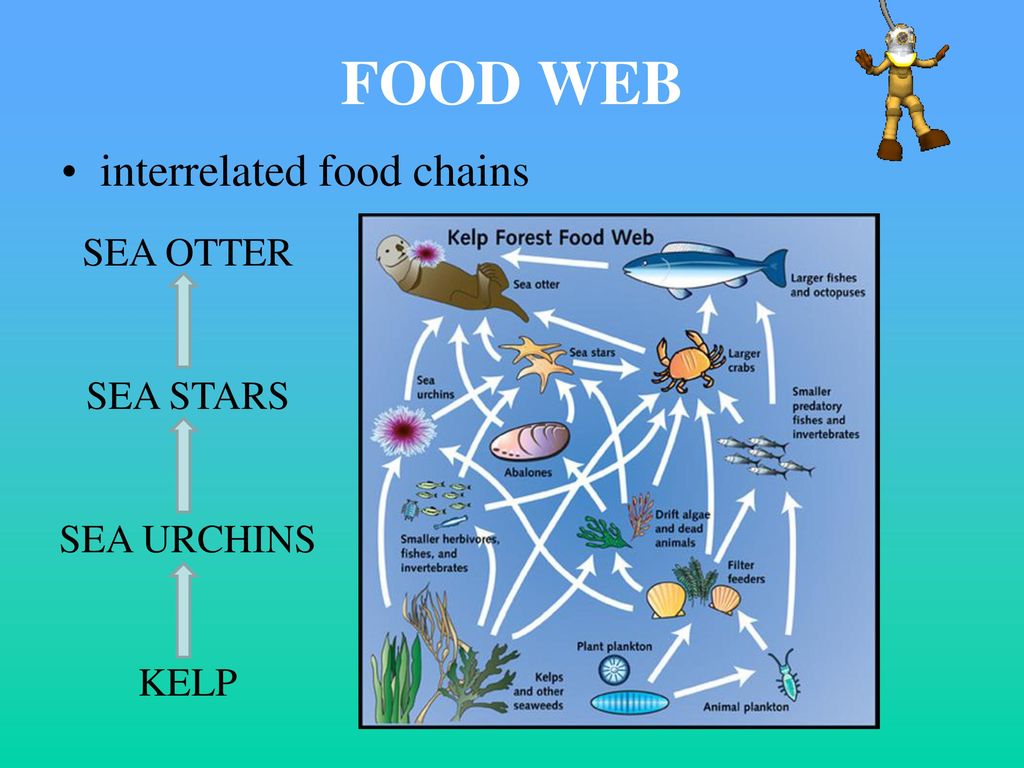 Food Web Sea Otter Food Chain