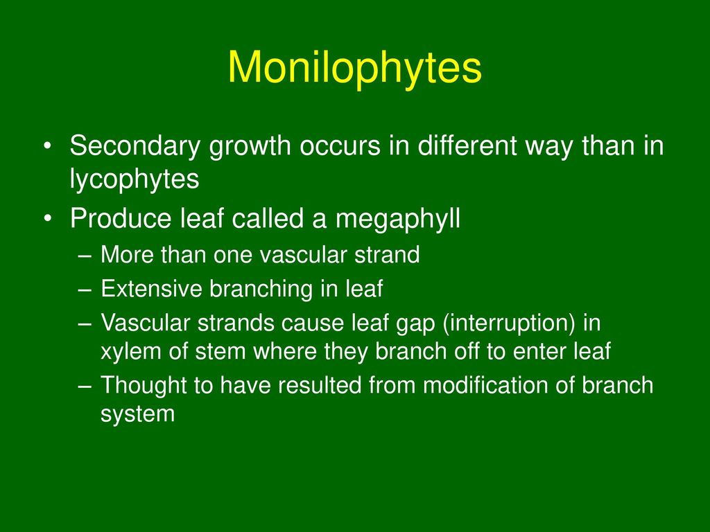 Monilophytes Secondary growth occurs in different way than in lycophytes. Produce leaf called a megaphyll.
