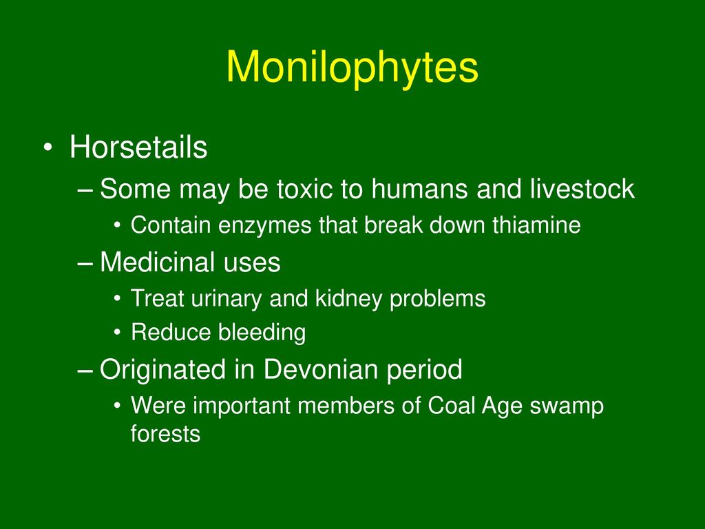 Monilophytes Horsetails Some may be toxic to humans and livestock