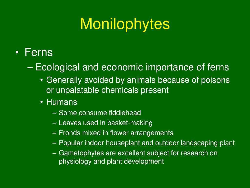 Monilophytes Ferns Ecological and economic importance of ferns