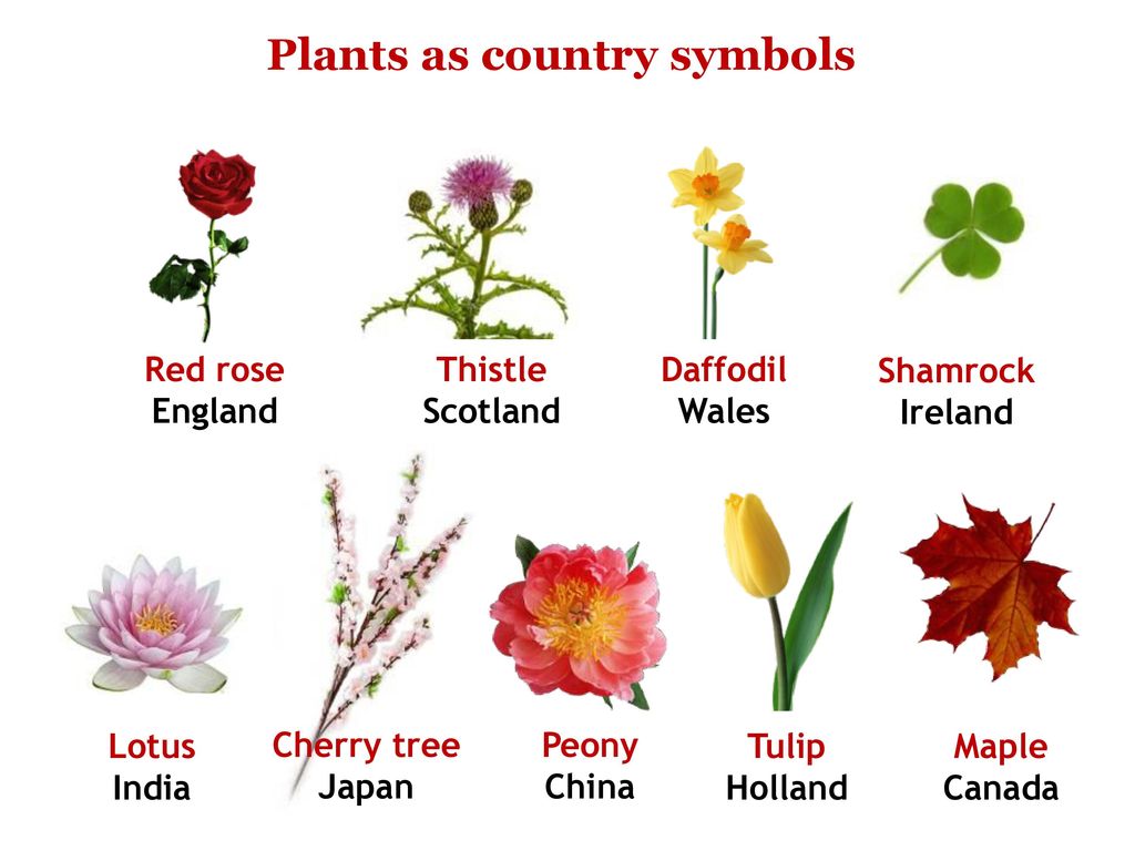 Цветы символы великобритании