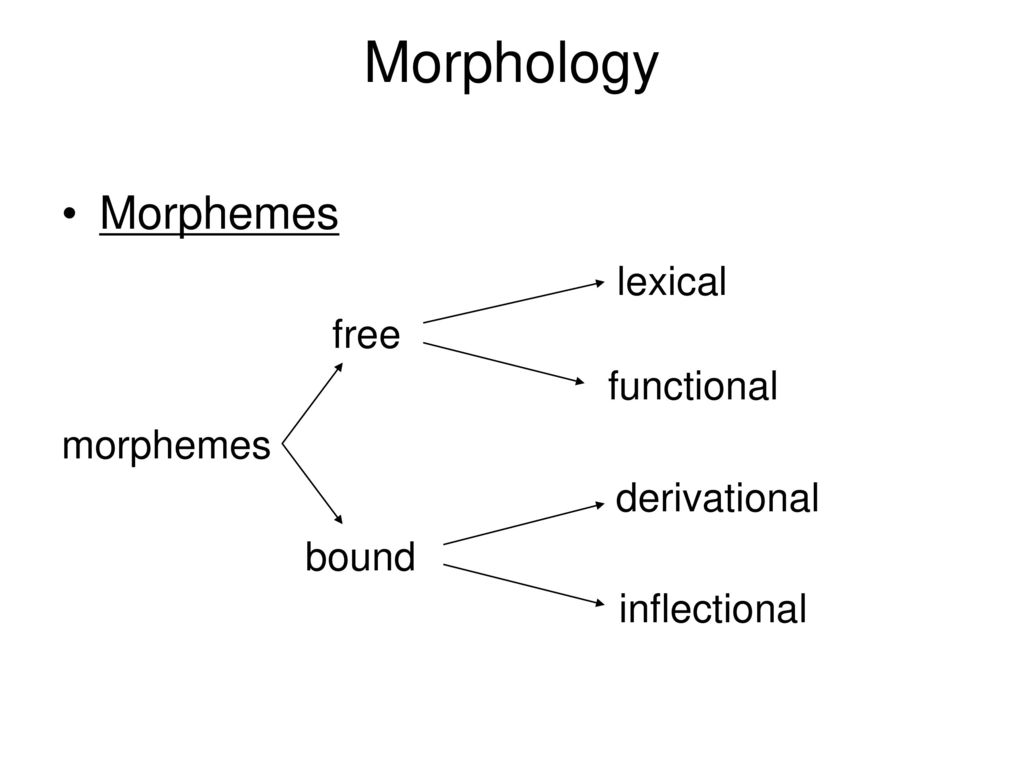 Morphology Ppt Download