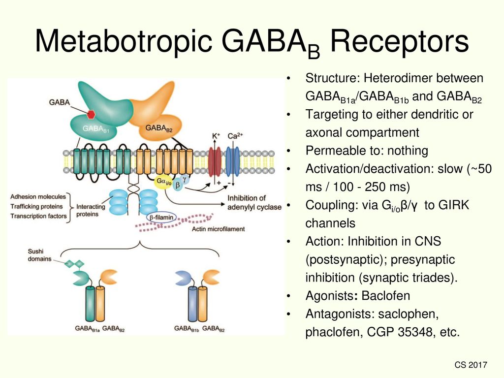 B рецептор. Gaba b receptor. Receptors. Габа рецепторы.