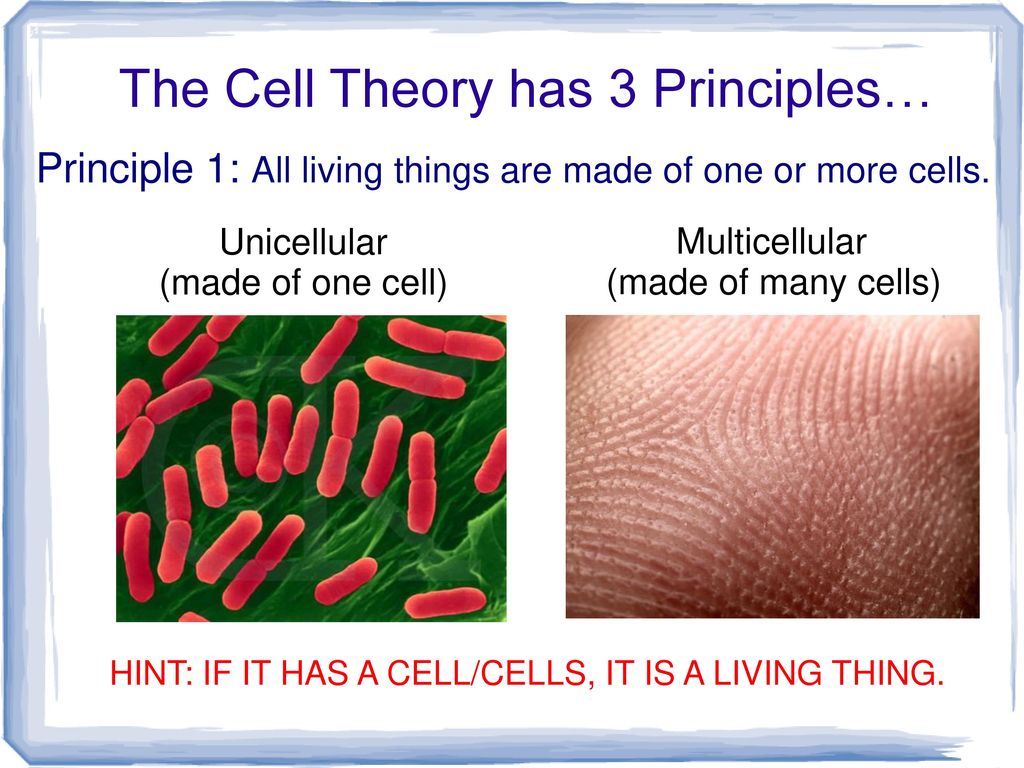 Bell ringer is it made of cells ppt download