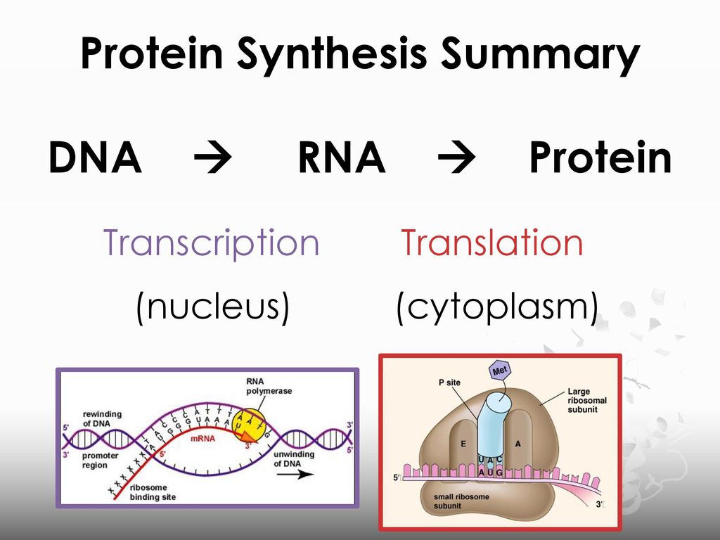 Presentation on theme: "Genetics: RNA and Protein Synthesis"- Pre...