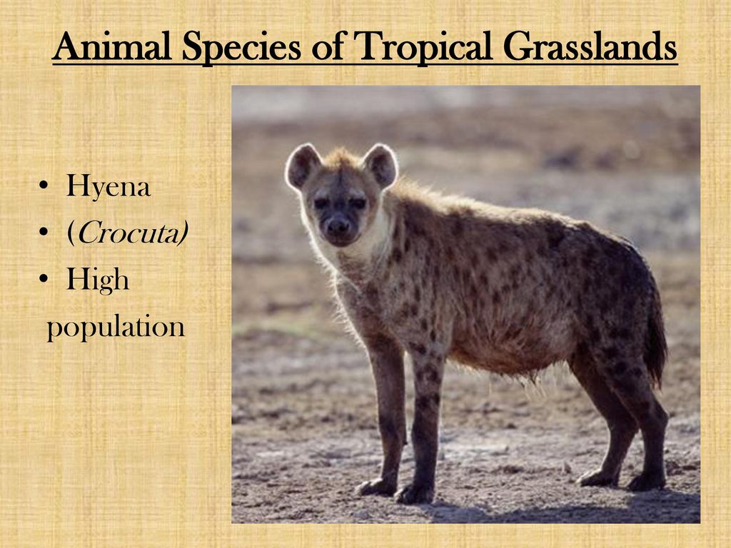 The Tropical Grassland: - ppt download