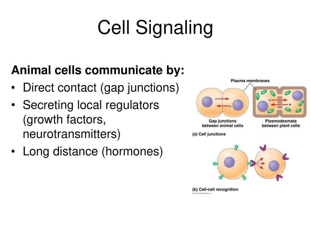 Cell Signaling Animal cells communicate by: - ppt download
