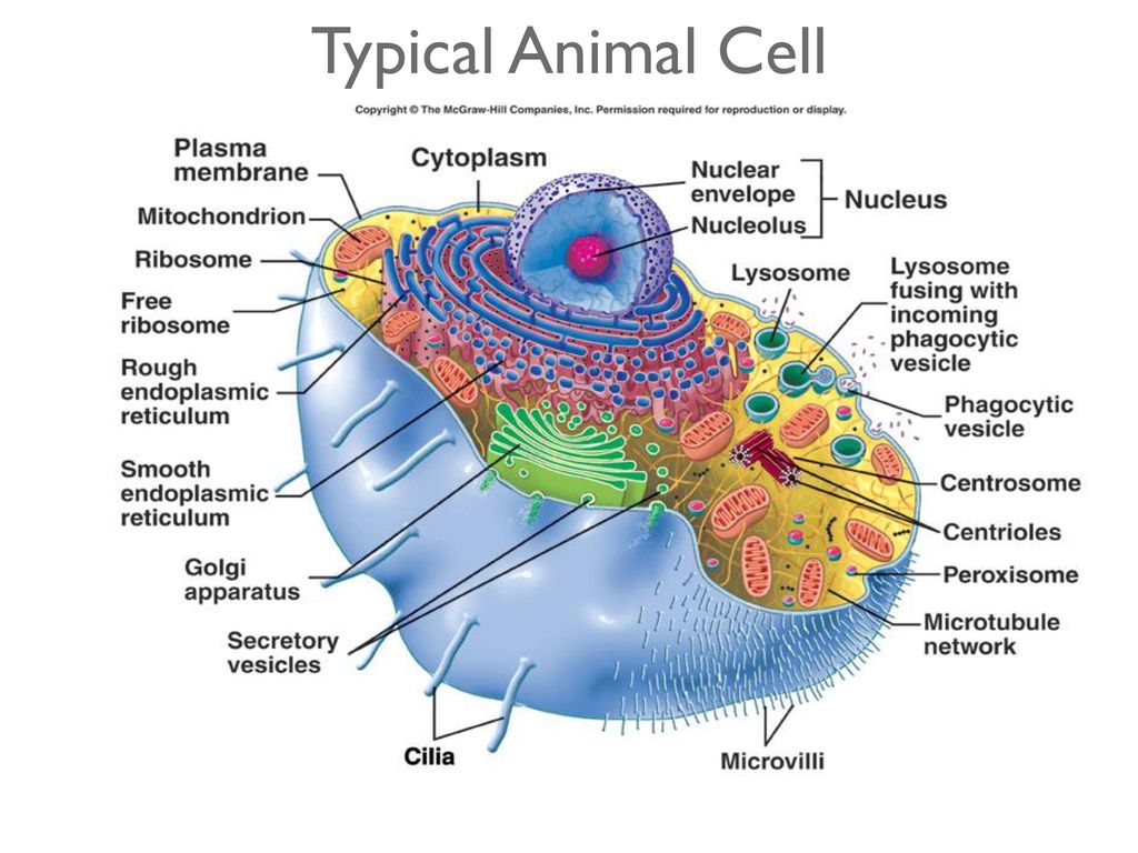 Органоид клетки ядро функции. Строение клетки эукариот. Схема клетки эукариот. Строение эукариотной клетки. Строение эукариотической клетки.