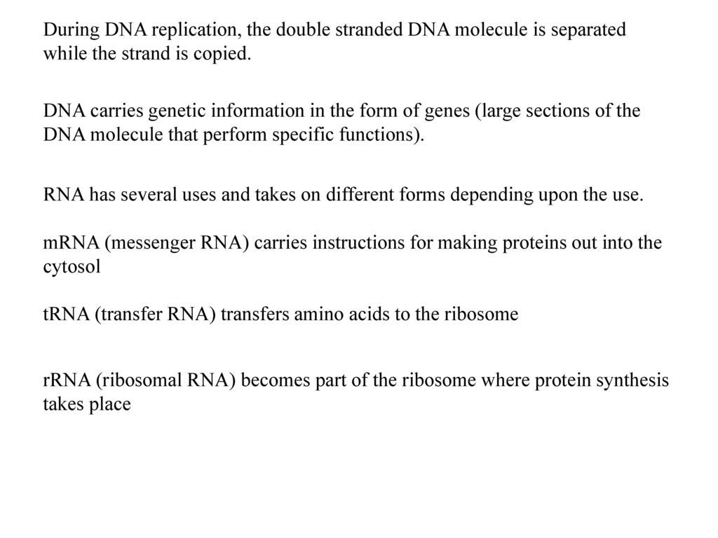 During DNA replication, the double stranded DNA molecule is separated while the strand is copied.