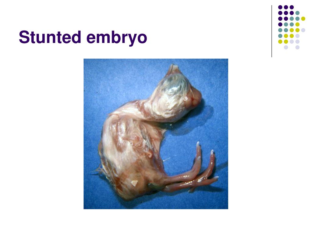 Stunted embryo