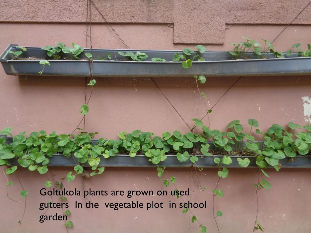 Goltukola plants are grown on used gutters In the vegetable plot in school garden