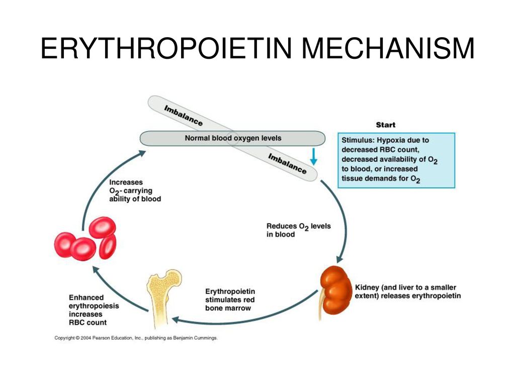 Эритропоэтин что это. Синтез эритропоэтина в почках. Механизм образования эритропоэтина в почках. Эффекты эритропоэтина. Механизм действия эритропоэтинов.