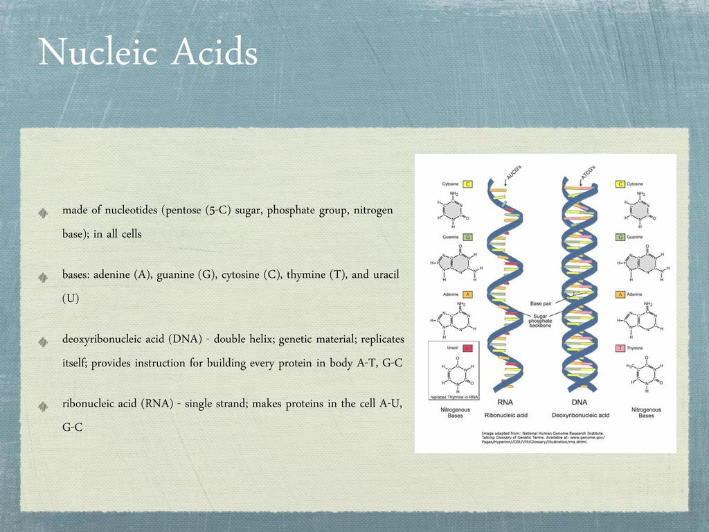Unit 2 Biochemistry ppt download