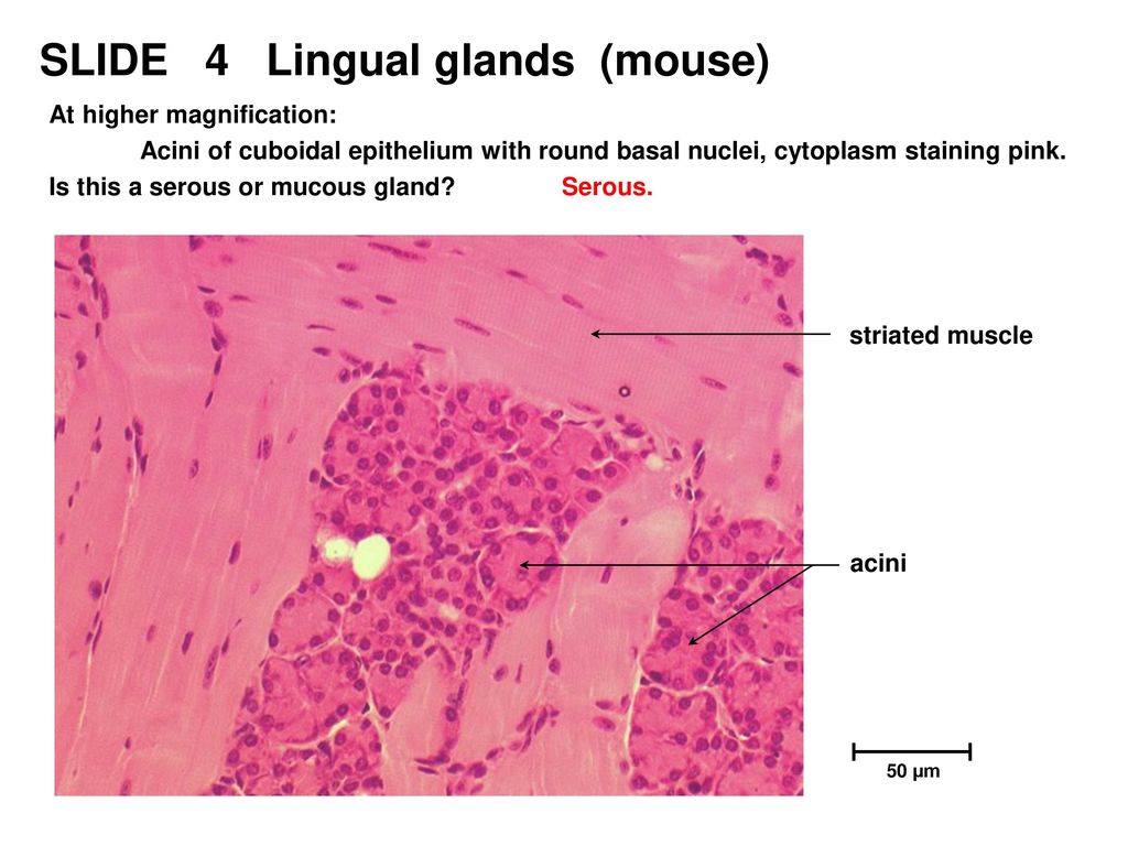 ORAL CAVITY-1 This resource is licensed under the Creative Commons ...