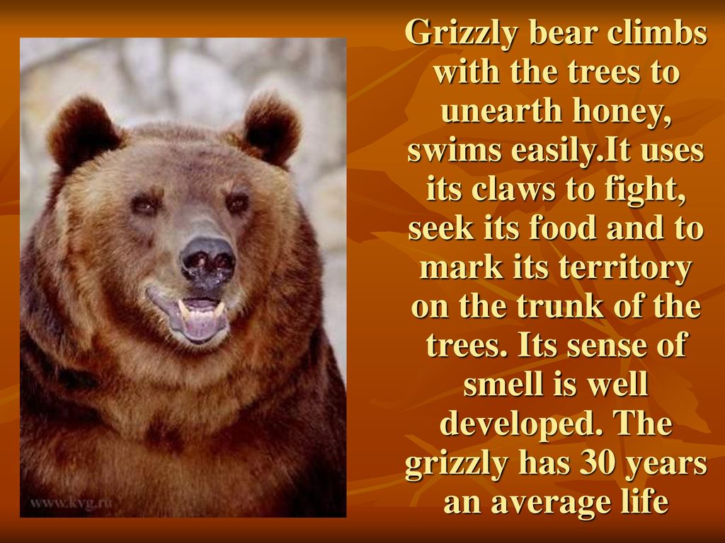 Under bear перевод. Медведь по английскому. Гризли на английском языке. Медведь Гризли на английском. Проект по английскому языку про медведя.