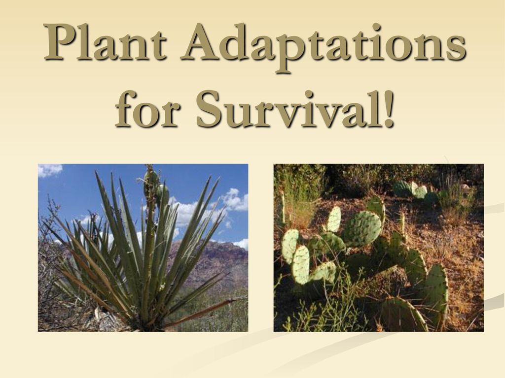 Plant Adaptations for Survival!