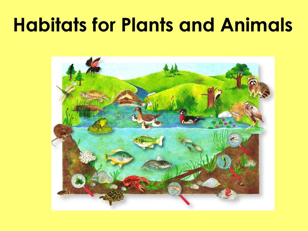 Habitats for Plants and Animals