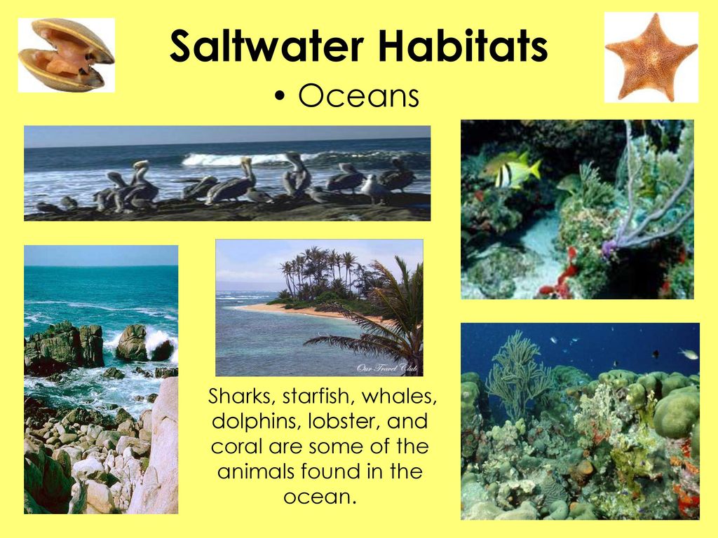 Saltwater Habitats Oceans