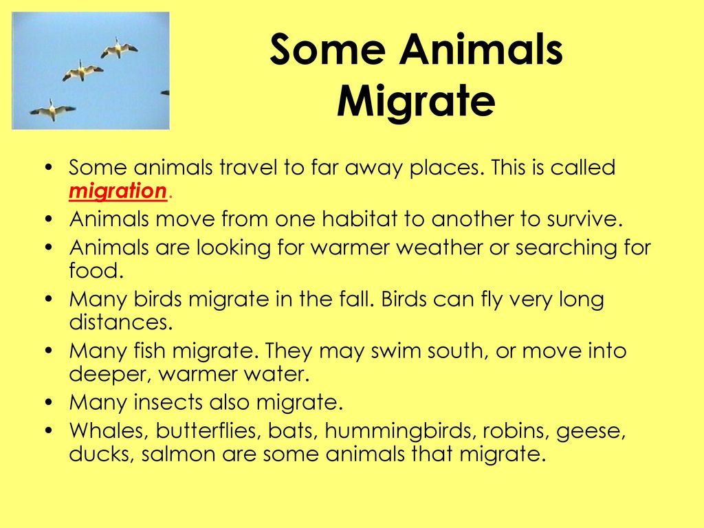 Some Animals Migrate Some animals travel to far away places. This is called migration. Animals move from one habitat to another to survive.