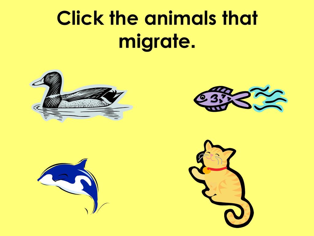 Click the animals that migrate.