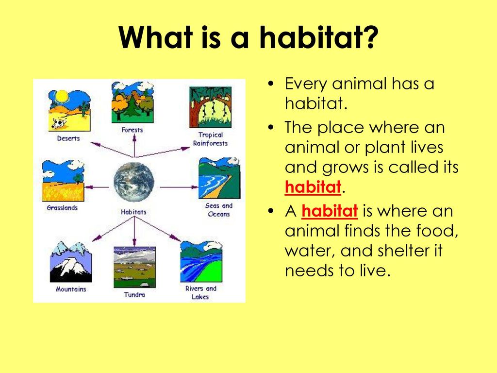 What is a habitat Every animal has a habitat.