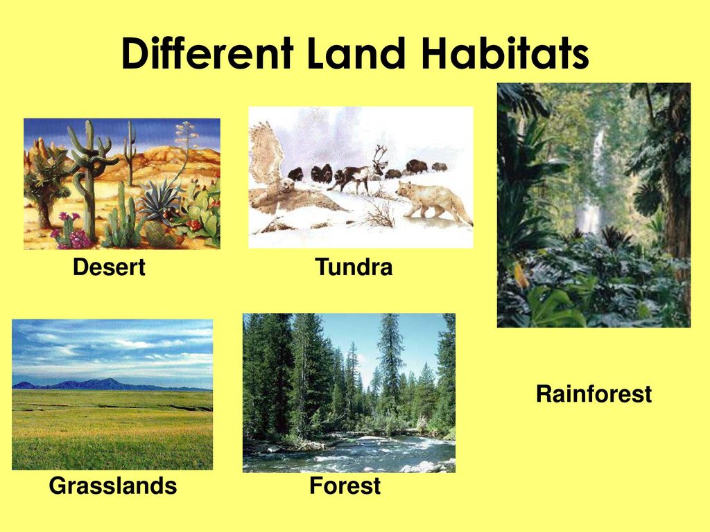 Different Land Habitats