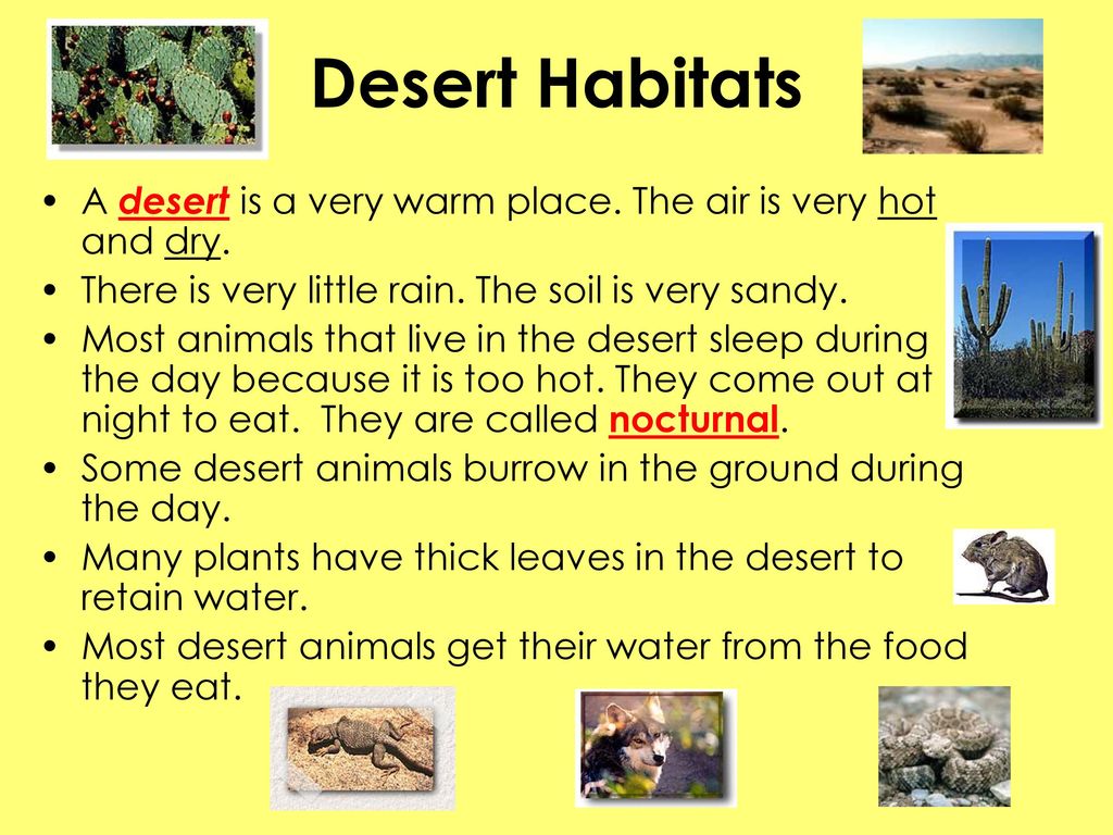 Desert Habitats A desert is a very warm place. The air is very hot and dry. There is very little rain. The soil is very sandy.