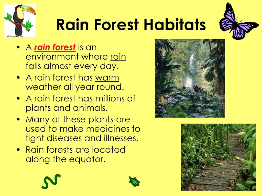 Rain Forest Habitats A rain forest is an environment where rain falls almost every day. A rain forest has warm weather all year round.