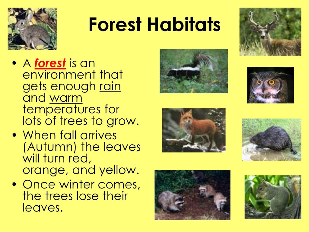 Forest Habitats A forest is an environment that gets enough rain and warm temperatures for lots of trees to grow.