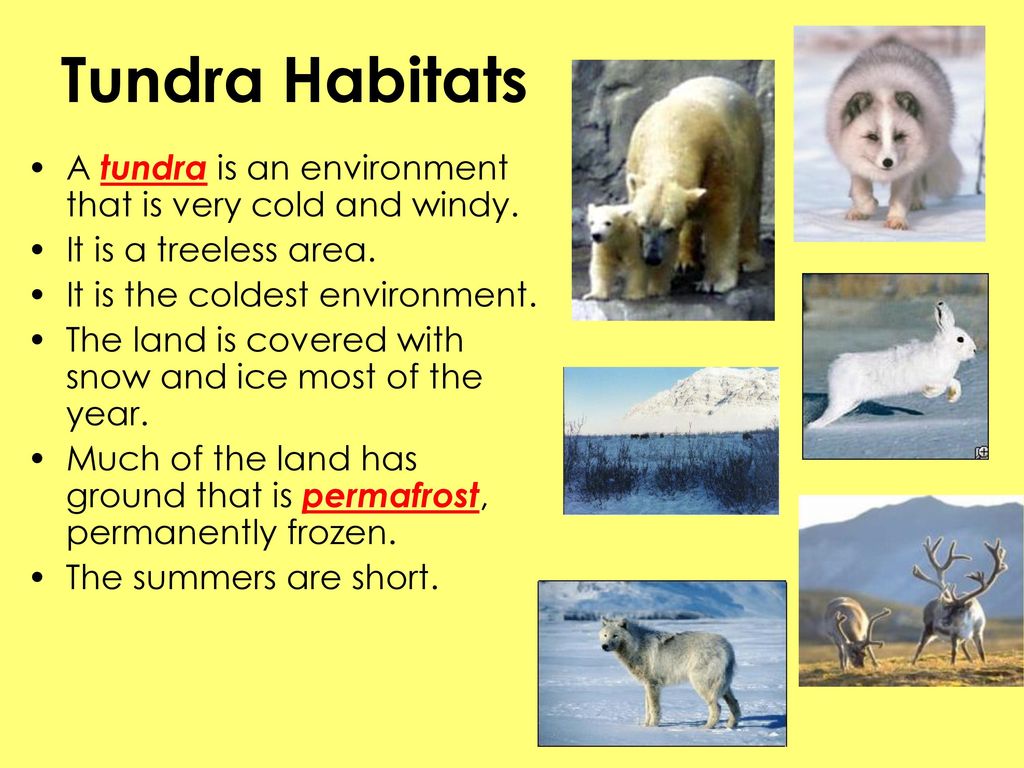 Tundra Habitats A tundra is an environment that is very cold and windy. It is a treeless area. It is the coldest environment.