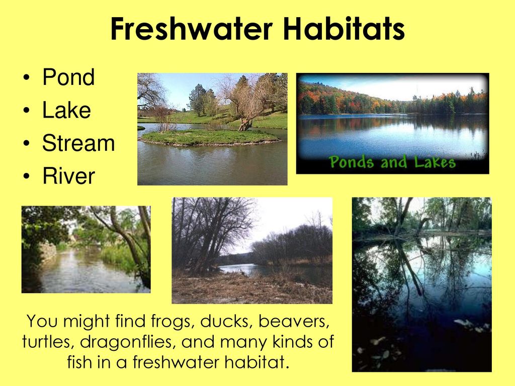 Freshwater Habitats Pond Lake Stream River