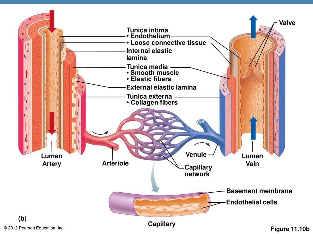 The Cardiovascular System - ppt download