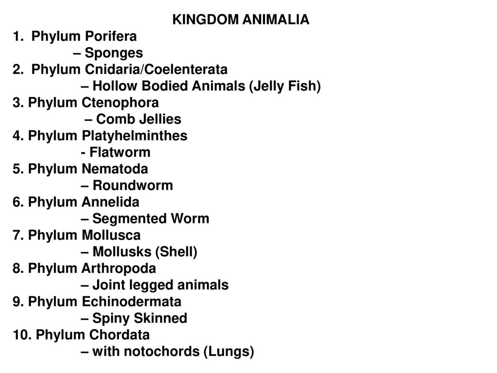 LESSON 2 KINGDOM ANIMALIA (Characteristics and Taxonomy) - ppt download