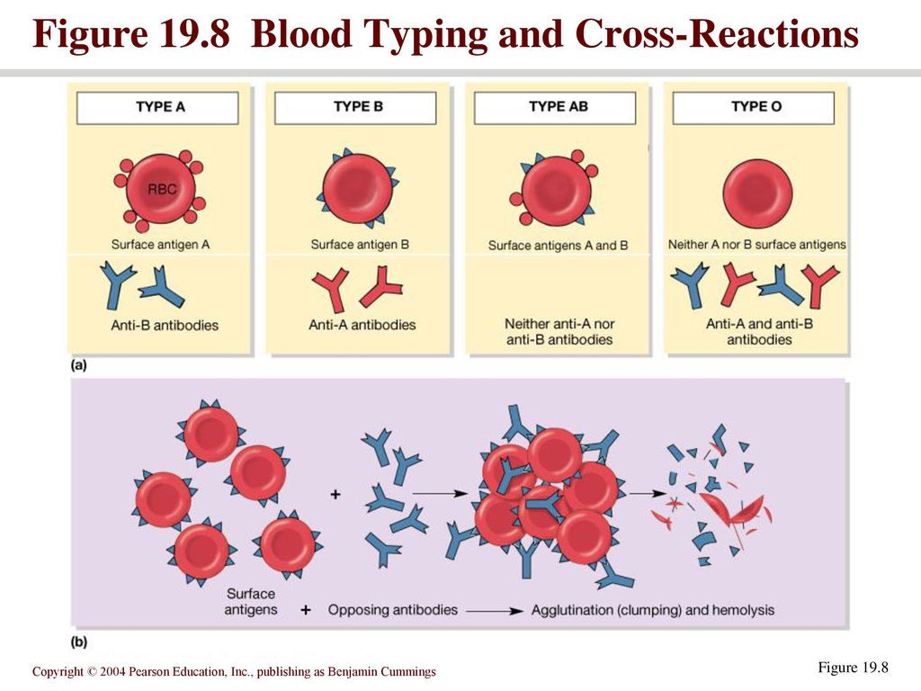 Группа крови клетки. Резус антигены крови. Антигены на эритроцитах 4 группы крови. Эритроцитарных антигенов и антител системы резус.. Антитела в плазме групп крови.