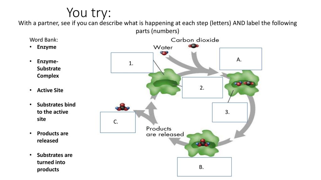 Enzymes. - ppt download