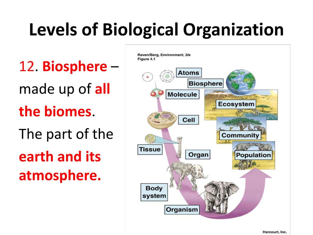 Happy Tuesday, BIO-NINJAS - ppt download With Levels Of Biological Organization Worksheet