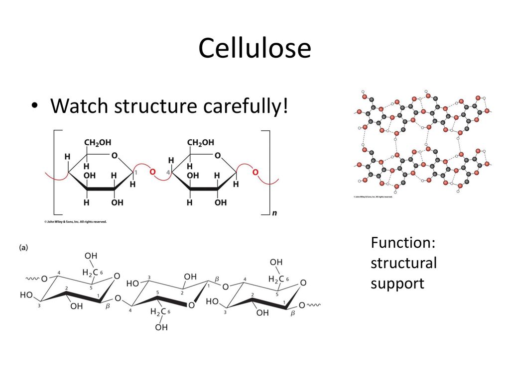 Cellulose Watch structure carefully! Function: structural support
