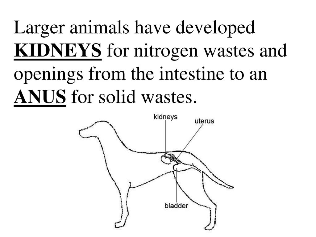 Larger animals have developed KIDNEYS for nitrogen wastes and openings from the intestine to an ANUS for solid wastes.