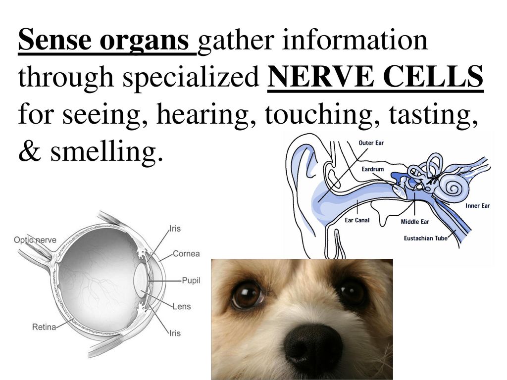 Sense organs gather information through specialized NERVE CELLS for seeing, hearing, touching, tasting, & smelling.