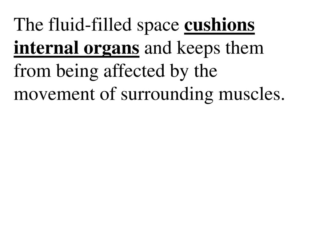 The fluid-filled space cushions internal organs and keeps them from being affected by the movement of surrounding muscles.