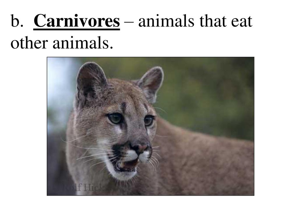 b. Carnivores – animals that eat other animals.