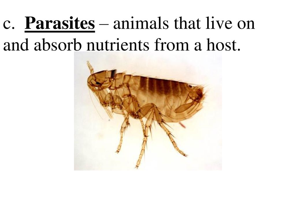 c. Parasites – animals that live on and absorb nutrients from a host.