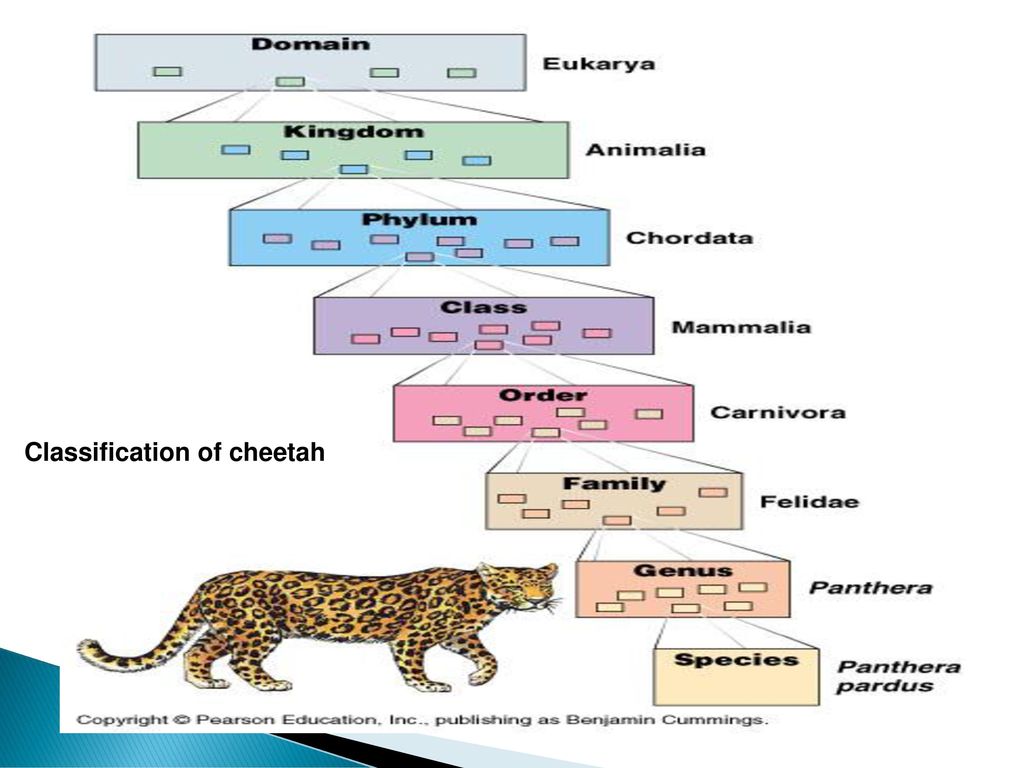 Why is it important to place living things into categories? - ppt download