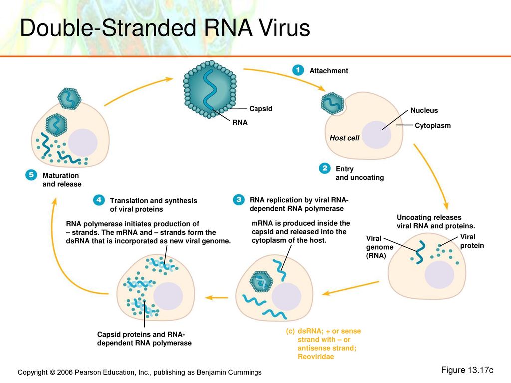 Viruses Viroids And Prions Ppt Download